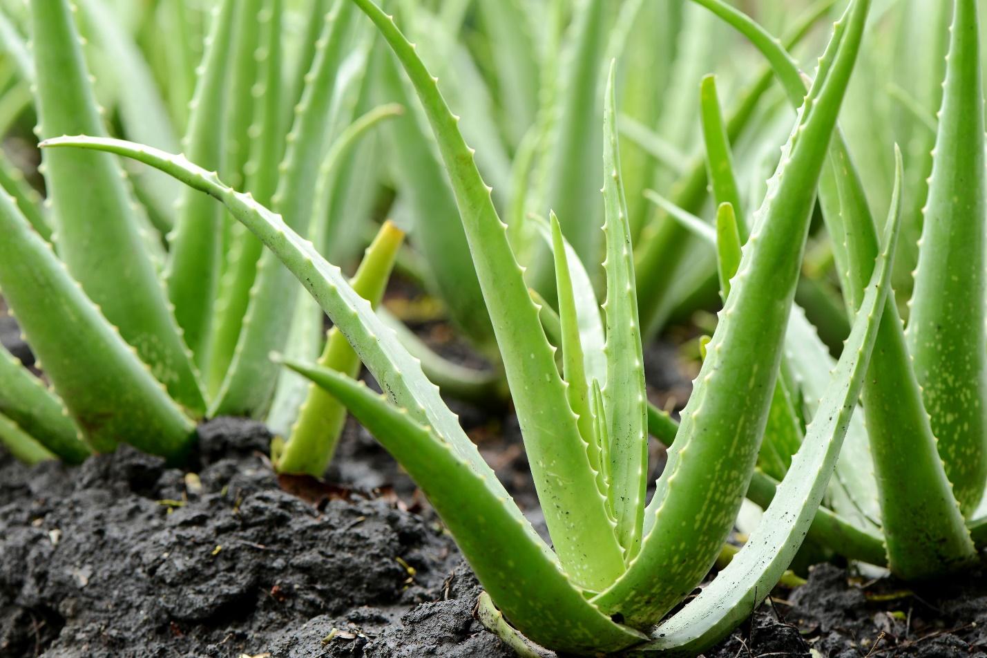 Aloe vera là nguồn dưỡng chất tự nhiên cho da