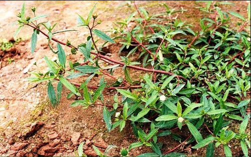 Cây cỏ mực tươi còn gọi là nhọ nồi, thường mọc dại khắp Việt Nam.